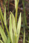 Savannah sneezeweed